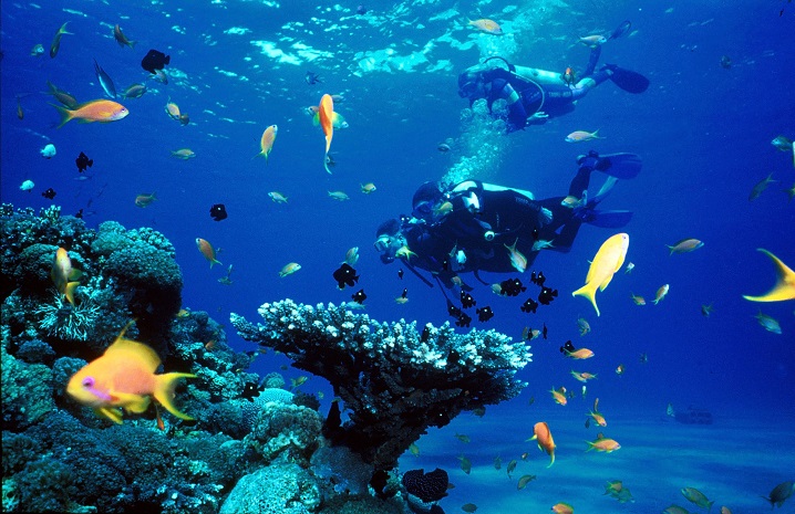pulsating marine life underwater
