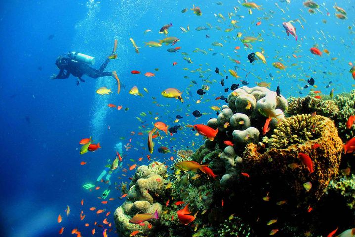 abundant marine life species