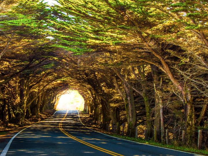 Natural Tree Tunnel