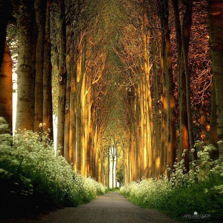 Tree Tunnel in the Netherlands