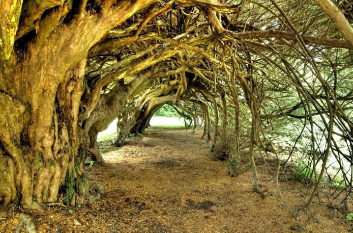 Yew Tree Tunnel